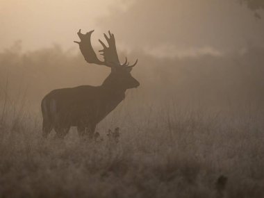 Fallow deer, Dama dama, otların üzerinde bekar erkek, Londra, Ekim 2024