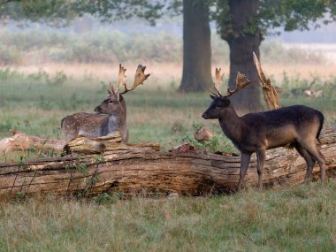 Fallow deer, Dama dama, otların üzerinde iki erkek, Londra, Ekim 2024