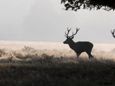 Kızıl Geyik, Cervus Elaphus, Çimlerde Bekar Erkek, Londra, Ekim 2024