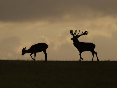 Kızıl geyik, Cervus elaphus, gün batımında geyik ve sırt, Leicestershire, Ekim 2024