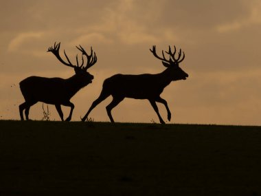Kızıl geyik, Cervus elaphus, gün batımında geyik, Leicestershire, Ekim 2024