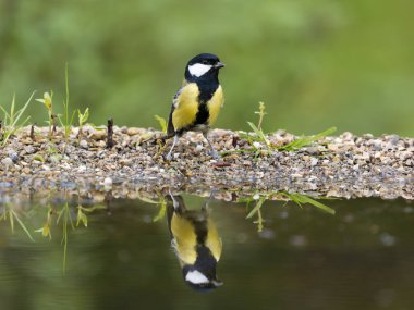 Great tit, Parus major, Single bird at water, Warwickshire, October 2024