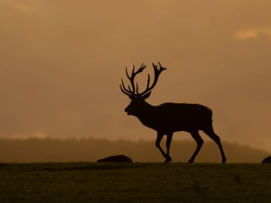 Kızıl geyik, Cervus elaphus, gün batımında geyik, Leicestershire, Ekim 2024