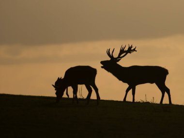 Kızıl geyik, Cervus elaphus, gün batımında geyik ve sırt, Leicestershire, Ekim 2024