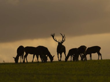 Kızıl geyik, Cervus elaphus, gün batımında geyik ve popo, Leicestershire, Ekim 2024