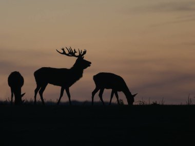 Kızıl geyik, Cervus elaphus, gün batımında geyik ve popo, Leicestershire, Ekim 2024