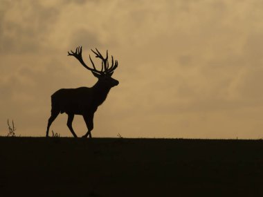 Kızıl geyik, Cervus elaphus, gün batımında geyik, Leicestershire, Ekim 2024