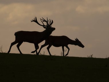 Kızıl geyik, Cervus elaphus, gün batımında geyik ve sırt, Leicestershire, Ekim 2024