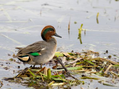 Eurasian teal, Anas crecca, single male by water, Cumbria, October 2024 clipart