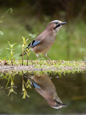 Jay, Garrulus Glandarius, tek kuş, Warwickshire, Ekim 2024