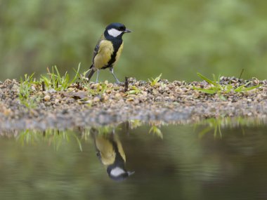 Great tit, Parus major, single bird by water, Warwickshire, October 2024