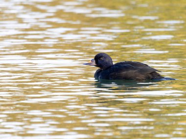Yaygın koşucu, Melanitta zencisi, sudaki bekar erkek kuş, Gloucestershire, Kasım 2024