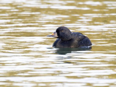 Common scoter, Melanitta nigra, single male bird on water, Gloucestershire, November 2024 clipart