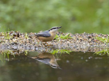 Nuthatch, Sitta europaea, tek su kuşu, Warwickshire, Kasım 2024