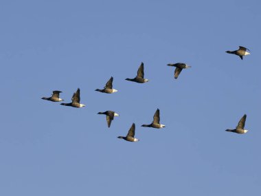 Brent geese, Branta bernicla, group in flight, Lincolnshire, November 2024 clipart