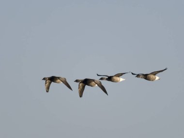 Brent kazları, Branta bernicla, grup uçuyor, Hughnshire, Kasım 2024