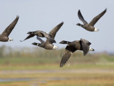 Brent kazları, Branta bernicla, grup uçuyor, Hughnshire, Kasım 2024