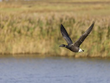 Brent Goose, Branta Bernicla, uçmakta olan tek kuş,