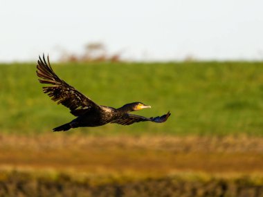 Büyük karabatak, Phalacrocorax karbonhidrat, uçmakta olan tek kuş,