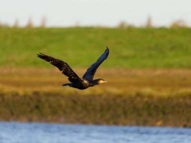 Büyük karabatak, Phalacrocorax karbonhidrat, uçmakta olan tek kuş,