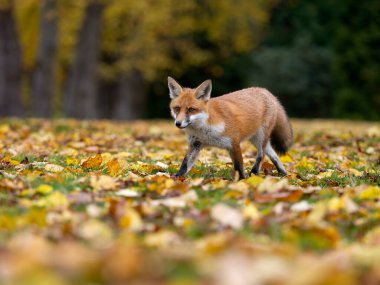 Kızıl Tilki, Vulpes vulpes, sonbahar yapraklı tek memeli, Londra, Kasım 2024