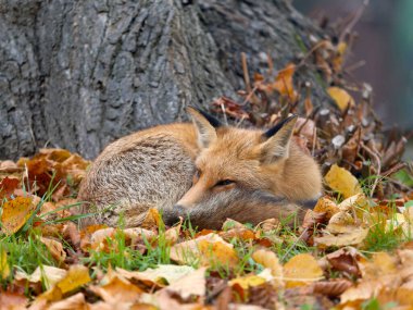 Kızıl Tilki, Vulpes vulpes, sonbahar yapraklı tek memeli, Londra, Kasım 2024