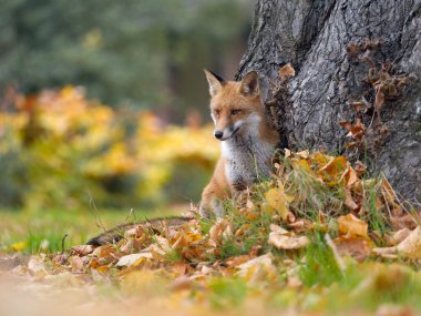 Kızıl Tilki, Vulpes vulpes, sonbahar yapraklı tek memeli, Londra, Kasım 2024