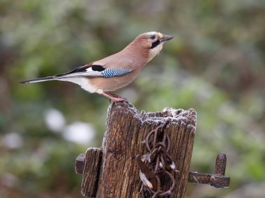 Eurasian jay, Garrulus glandarius, single bird on post in frost, Warwickshire, November 2024 clipart