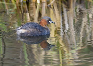 Küçük yaban domuzu ya da dabchick, Taşibaptus ruficollis, sudaki tek kuş, Warwickshre, Aralık 2024