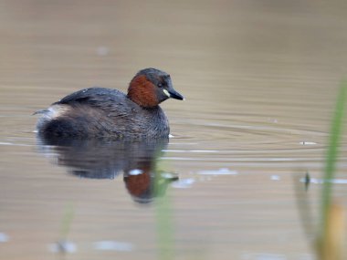 Küçük yaban domuzu ya da dabchick, Taşibaptus ruficollis, sudaki tek kuş, Warwickshre, Aralık 2024