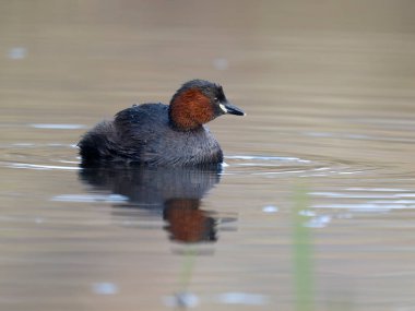 Küçük yaban domuzu ya da dabchick, Taşibaptus ruficollis, sudaki tek kuş, Warwickshre, Aralık 2024