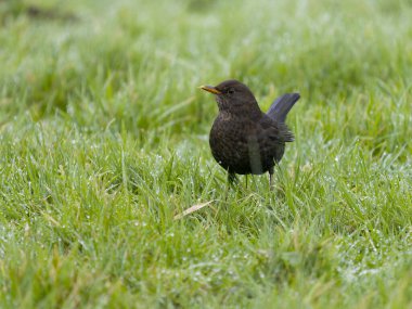 Blackbird, Turdus merula, elmalı tek kuş, Northamptonshire, Ocak 2025