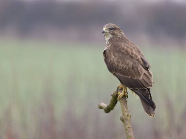 Sıradan akbaba, Buteo buteo, tek kuş, Northamptonshire, Ocak 2025