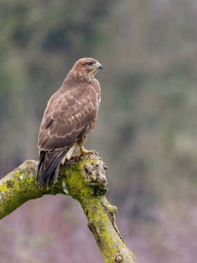 Sıradan akbaba, Buteo buteo, tek kuş, Northamptonshire, Ocak 2025