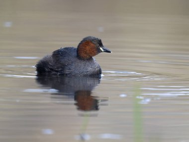 Küçük yaban domuzu ya da dabchick, Taşibaptus ruficollis, sudaki tek kuş, Warwickshre, Aralık 2024
