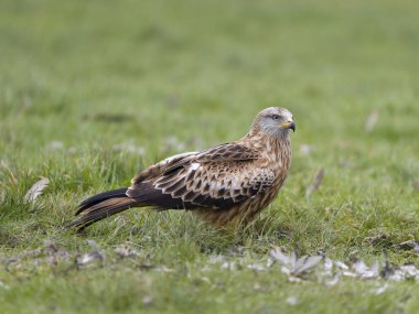 Kızıl Uçurtma, Milvus Milvus, otların üzerindeki tek kuş, Northamptonshire, Ocak 2025