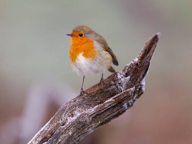 Robin, Erithacus Rubecula, Frost, Warwickshire 'da şubesi olan tek kuş, Ocak 2025