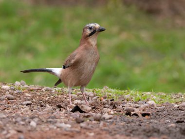 Eurasian jay, Garrulus glandarius, single bird on ground, Warwickshire, January 2025 clipart