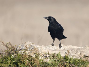 Carrion crow, Corvus corone, İspanya 'da kayadaki tek kuş, Şubat 2025