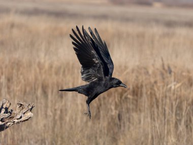 Carrion crow, Corvus corone, Uçan tek kuş, İspanya, Şubat 2025