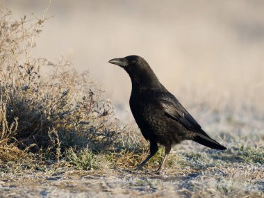 Carrion crow, Corvus corone, Çimlerde tek kuş, İspanya, Şubat 2025