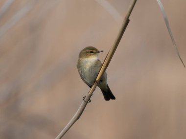 Chiffchaff, Phylloscopus collybita, Single bird on reeds, Spain, February 2025 clipart