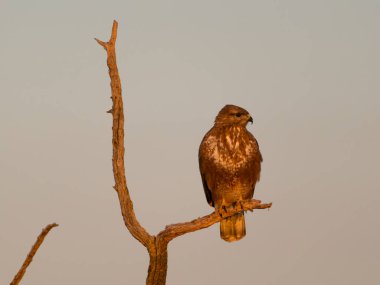 Yaygın akbaba, Buteo buteo, şubatta tek kuş, İspanya, Şubat 2025