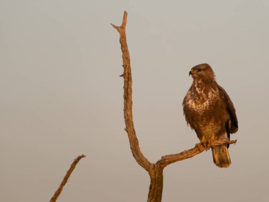 Yaygın akbaba, Buteo buteo, şubatta tek kuş, İspanya, Şubat 2025