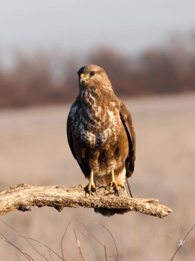Yaygın akbaba, Buteo buteo, şubatta tek kuş, İspanya, Şubat 2025