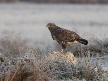 Yaygın akbaba, Buteo buteo, Tek kuş yerde, İspanya, Şubat 2025