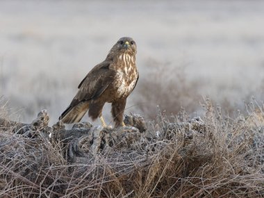 Yaygın akbaba, Buteo buteo, Tek kuş yerde, İspanya, Şubat 2025