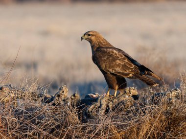 Yaygın akbaba, Buteo buteo, Tek kuş yerde, İspanya, Şubat 2025