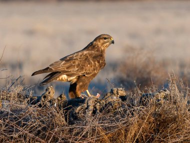 Yaygın akbaba, Buteo buteo, Tek kuş yerde, İspanya, Şubat 2025