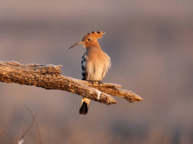 Hoopoe, Upupa epops, şubede tek kuş, İspanya, Şubat 2025
